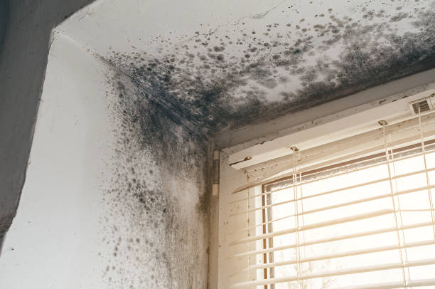 Affordable Crawl Space Mold Removal solutions in Nanty Glo, PA