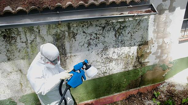 Top rated local Crawl Space Mold Removal specialists in Nanty Glo, PA